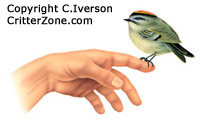 bird sitting on human hand, illustration, art, nature, wildlife