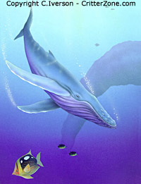 whale underwater, illustration, art