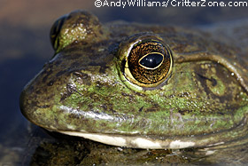 bullfrog, Rana catesbeiana, face, closeup