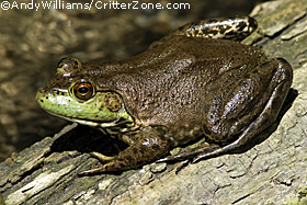 bullfrog, Rana catesbeiana, young