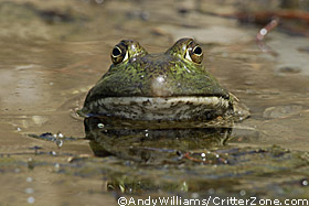 bullfrog, Rana catesbeiana, face, closeup