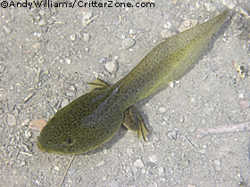 bullfrog tadpole, Rana catesbeiana