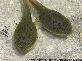 bullfrog tadpoles, Rana catesbeiana