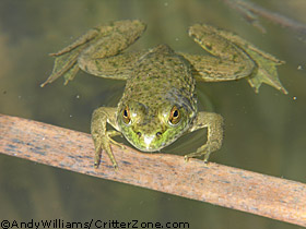 young bullfrog, Rana catesbeiana
