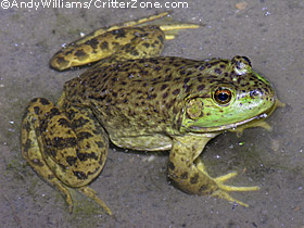 adult bullfrog, Rana catesbeiana