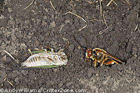 cicada killer wasp, Sphecius speciosus, with cicada, dragging cicada to burrow, nest