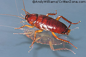 American cockroach, Periplaneta americana