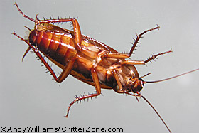 American cockroach, Periplaneta americana