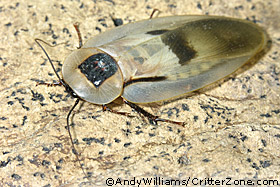 Giant South American cockroach, Blaberus giganteus