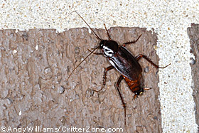 Oriental cockroach, Blatta orientalis, Shad roach