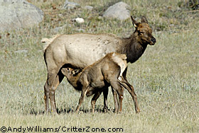 bull elk, wapiti, cow and calf, nursing calf, Cervus canadensis