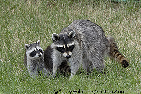 raccoon mom protecting babies, protecting, Procyon lotor