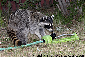 raccoon with toy, Procyon lotor