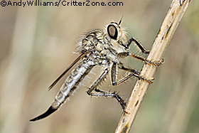 robber fly, Asilidae