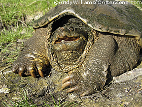 snapping turtle, hissing, biting, Chelydra serpentina