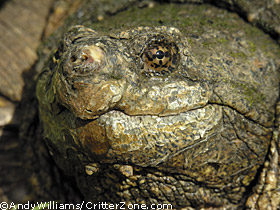 common snapping turtle, Chelydra serpentina