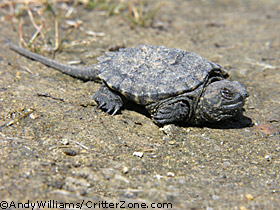 baby snapping turtle, Chelydra serpentina