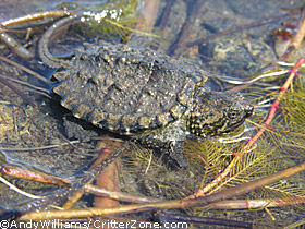 baby common snapping turtle in water, Chelydra serpentina