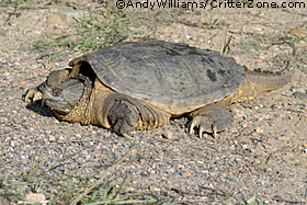 snapping turtle, Chelydra serpentina
